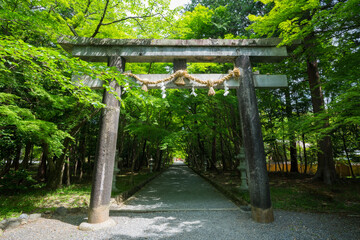 京都　大原野神社の鳥居と新緑