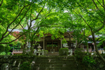 京都　勝持寺の阿弥陀堂と新緑
