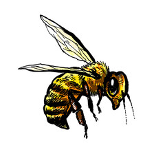 bee