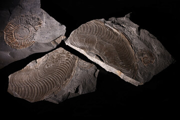 Fossili di ammonite del periodo giurassico inferiore, still life in primo piano su fondo nero 