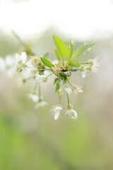 kwitnące drzewa zieleń kwiat liście zielone pączki kwiaty drzewo owocowe  dzika przyroda natura nature spring summer - obrazy, fototapety, plakaty