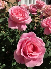 pink roses in garden