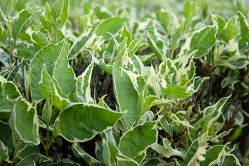 leaves close-up of plants in an urban environment background for your projects