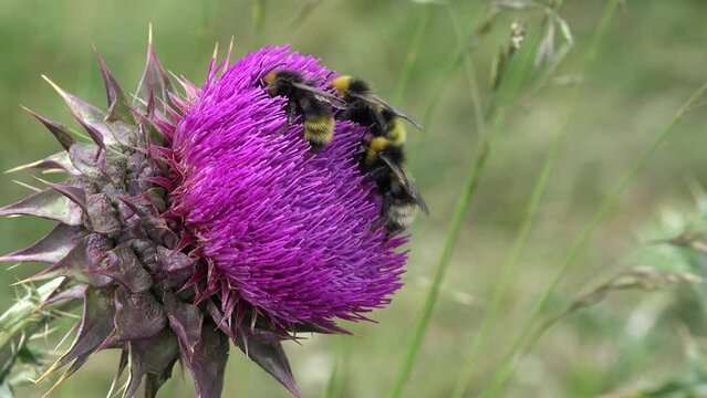 Flying Bumble Bees Insects Collecting Pollen on Thorns Flower, Pollinating Thistles, Mountains Desert Medicine Plants, Bumblebee