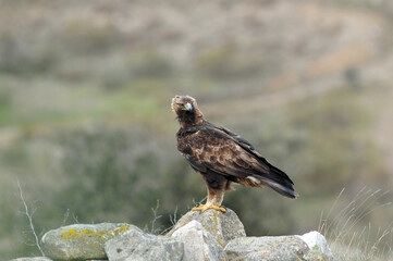 El aguila real en la sierra abulense