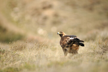 El aguila real en la sierra abulense
