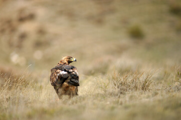 El aguila real en la sierra abulense