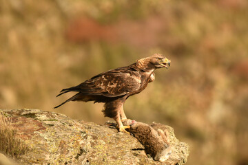 El aguila real en la sierra abulense