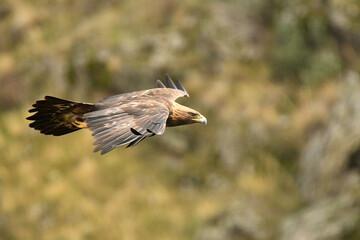 El aguila real en la sierra abulense