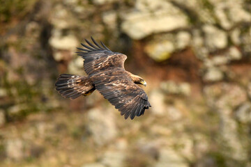 El aguila real en la sierra abulense
