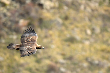 El aguila real en la sierra abulense