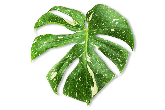 Leaf of Monstera Deliciosa Thai Constellation on white background with clipping path, top view