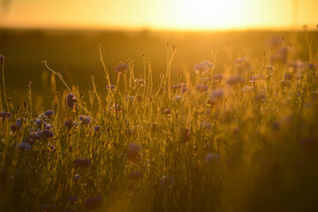 Midsummer flower. Blue cornflowers at the golden summer evening sunset. Beautiful landscape