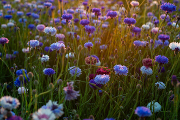 bright blue cornflowers in wheat field on colorful sunset