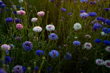 bright blue cornflowers in wheat field on colorful sunset