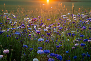 bright blue cornflowers in wheat field on colorful sunset