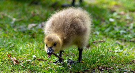An adorable and cute gosling is playing and searching food in the spring meadow having beautiful little white flowers