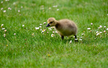 An adorable and cute gosling is playing and searching food in the spring meadow having beautiful little white flowers