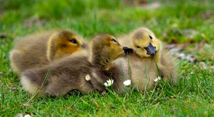adorable Canada goslings whisper each other