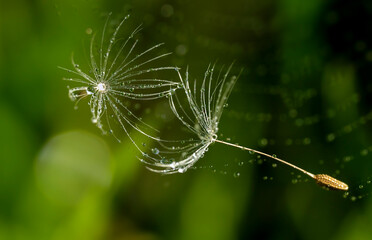Two delicacy dandelion seeds with many tiny dew drops fall on a spider web in green dreamy background