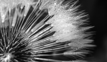 delicate dandelion seed with many tiny dew drop black and white photo