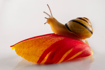 a cute snail crawls on a colorful tulip petal in white background