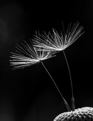 Companionship, two dandelion seeds cuddle together to support each other black and white photo  