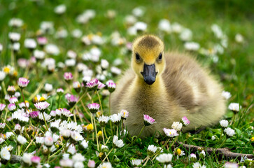 an adorable beautiful fluffy Canada goose gosling rests in spring meadow filled with beautiful white and pink flowers