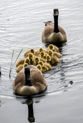 a group of adorable gosling swims with parent Canada goose in the rive.