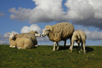 Freileitungskreuzung Elbquerung 1 auf der hetlinger schanze