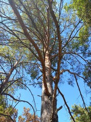flowers, nature, sky, landscape, season