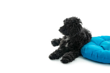 Black toy poodle puppy isolated on white background