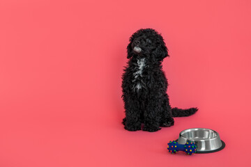 Concept of pet, black toy poodle puppy, space for text