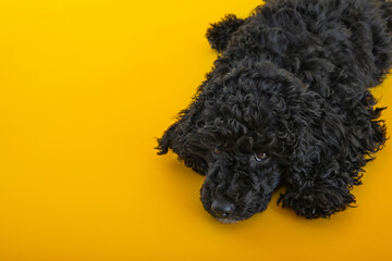 Concept of pet, black toy poodle puppy, space for text