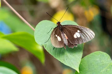 Wandaufkleber Vlinder - Butterfly © Holland-PhotostockNL