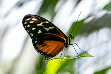 Buttrefly -  Vlinder