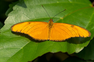 Obraz premium Buttrefly - Vlinder