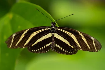 Foto auf Leinwand Butterfly - Vlinder © Holland-PhotostockNL