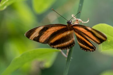 Wandaufkleber Butterfly - Vlinder © Holland-PhotostockNL