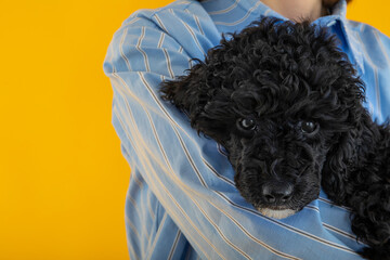 Concept of pet, black toy poodle puppy