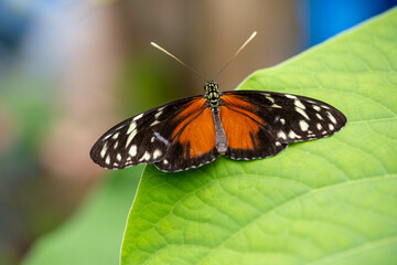 Fototapeta na wymiar Vlinder - Butterfly