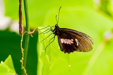 Küchenrückwand glas motiv Vlinder - Butterfly © Holland-PhotostockNL