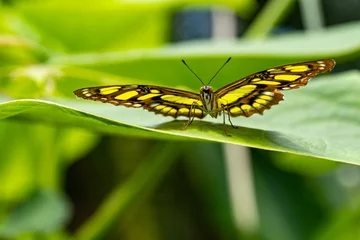 Wandaufkleber Vlinder - Butterfly © Holland-PhotostockNL