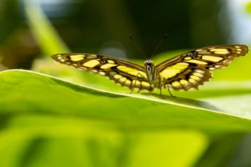 Küchenrückwand glas motiv Vlinder - Butterfly © Holland-PhotostockNL