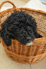 Concept of pet, black toy poodle puppy