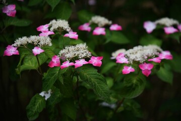 Hydrangea flowers. Hydrangeaceae deciduous shrub.
The flowering season is from June to July.