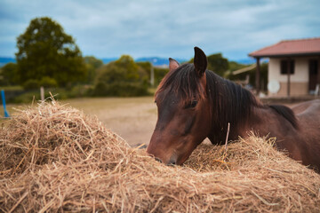 Brown horse eating from a pile of straw
