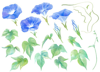 夏の花。青色のアサガオの水彩イラスト。パーツセット。（ベクター）
