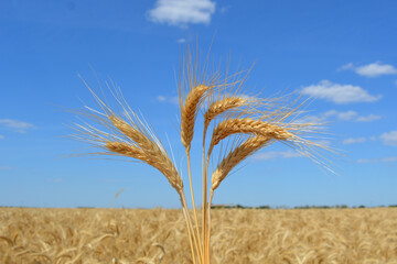 Closeup a stalks and ears of ripe golden wheat. Beginning of harvest. In the background a field of...