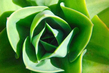 PLANTA SUCULENTA